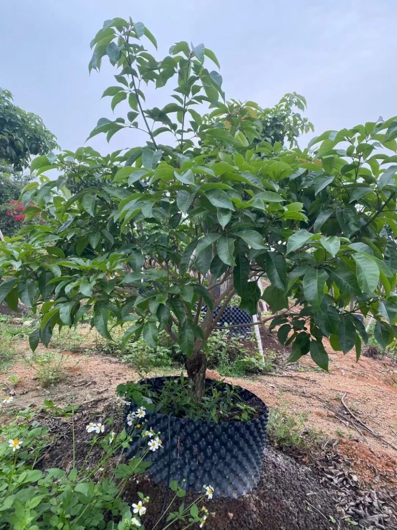 紫花秀球风铃木种植紫花风铃木种植基地苗农直销批发价格