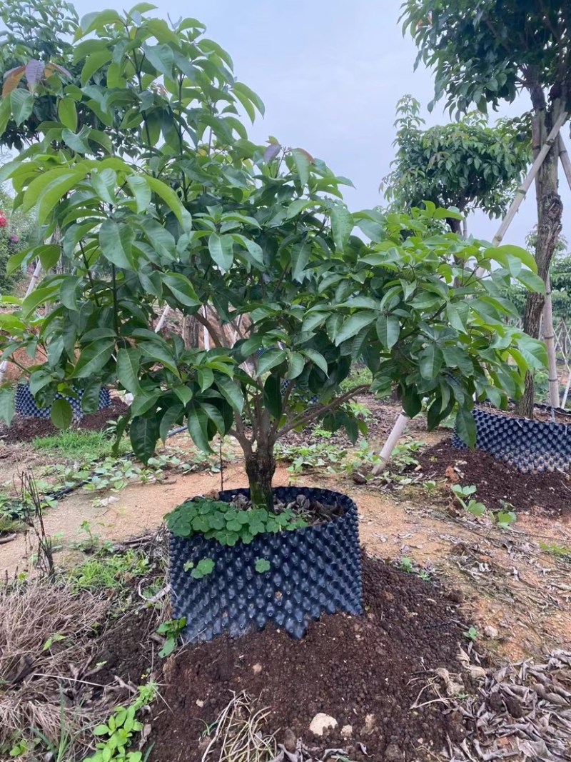 紫花秀球风铃木种植紫花风铃木种植基地苗农直销批发价格