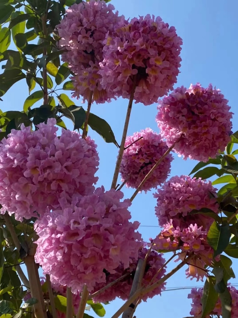 紫花秀球风铃木种植紫花风铃木种植基地苗农直销批发价格