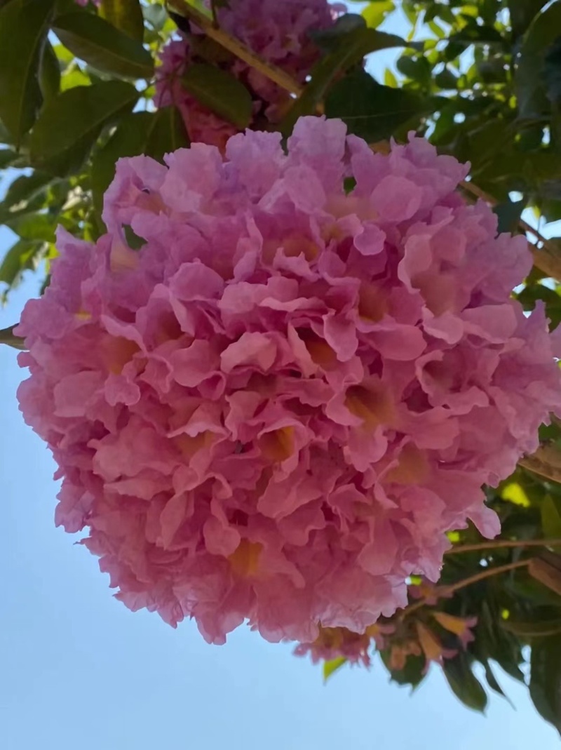 紫花秀球风铃木种植紫花风铃木种植基地苗农直销批发价格