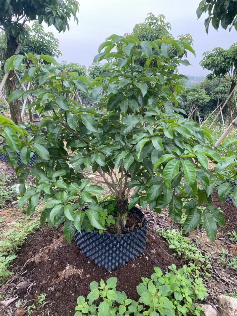 紫花秀球风铃木种植紫花风铃木种植基地苗农直销批发价格