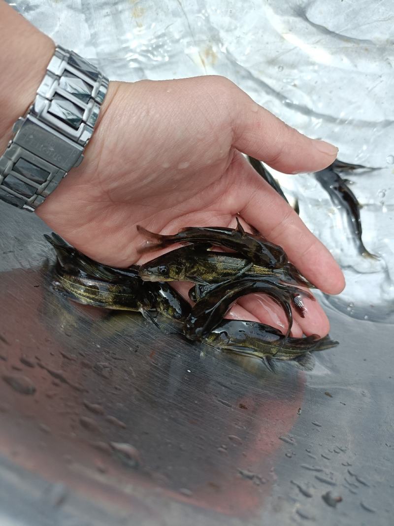 黄骨鱼苗黄颡鱼苗黄辣丁鱼苗本地鱼苗昂刺鱼苗黄鸭叫鱼苗