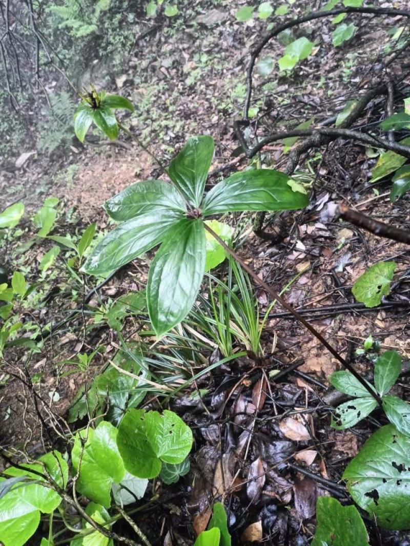 野生七叶一枝花，少量重楼有货