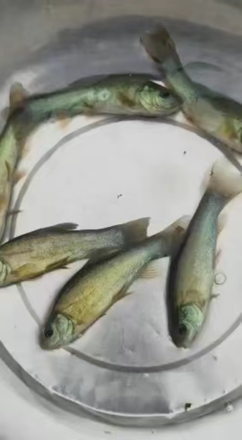 丁桂鱼苗活体丁岁苗丁贵鱼须岁鱼淡水冷水养原生鱼淡水鱼