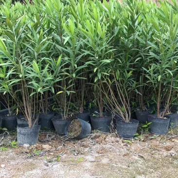 夹竹桃杯苗地被漳州夹竹桃种植基地农户一手货源低价直销批发