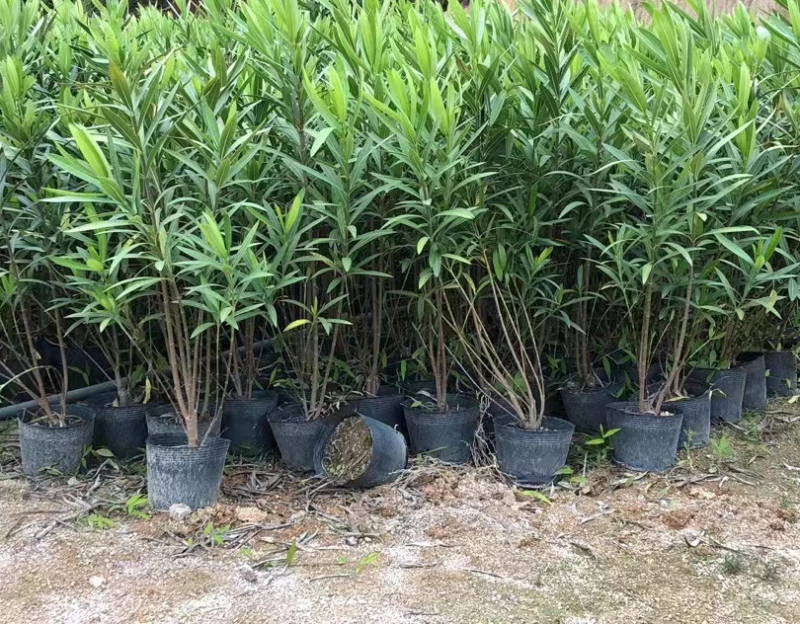 夹竹桃杯苗地被漳州夹竹桃种植基地农户一手货源低价直销批发