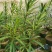 夹竹桃杯苗地被漳州夹竹桃种植基地农户一手货源低价直销批发