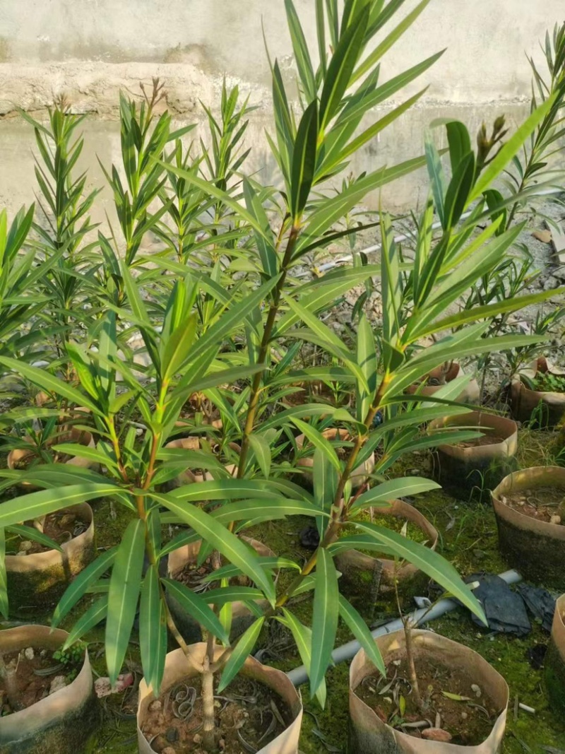 夹竹桃杯苗地被漳州夹竹桃种植基地农户一手货源低价直销批发