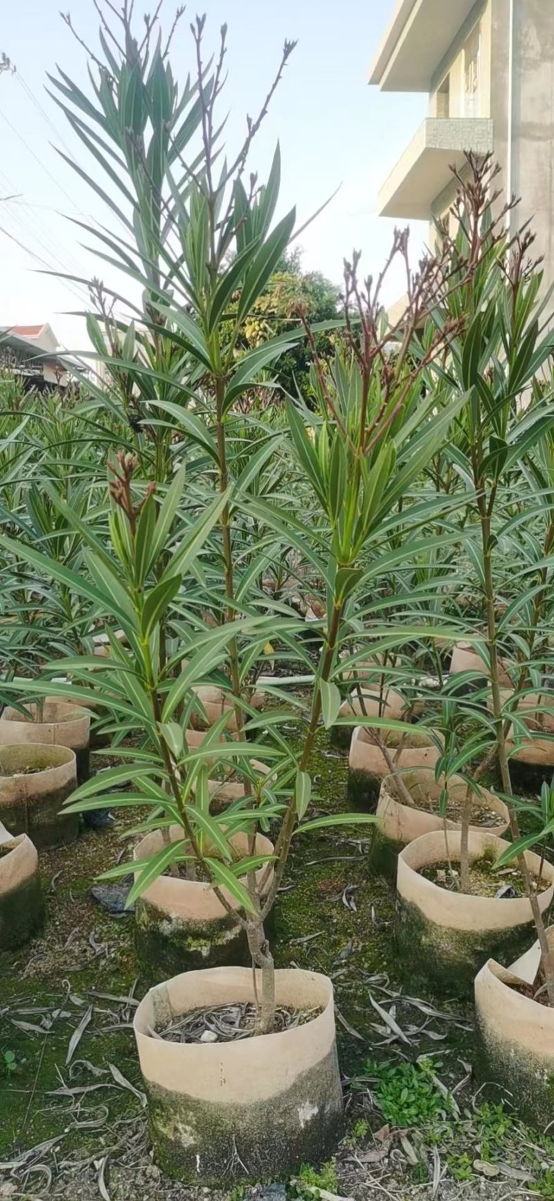 夹竹桃杯苗地被漳州夹竹桃种植基地农户一手货源低价直销批发
