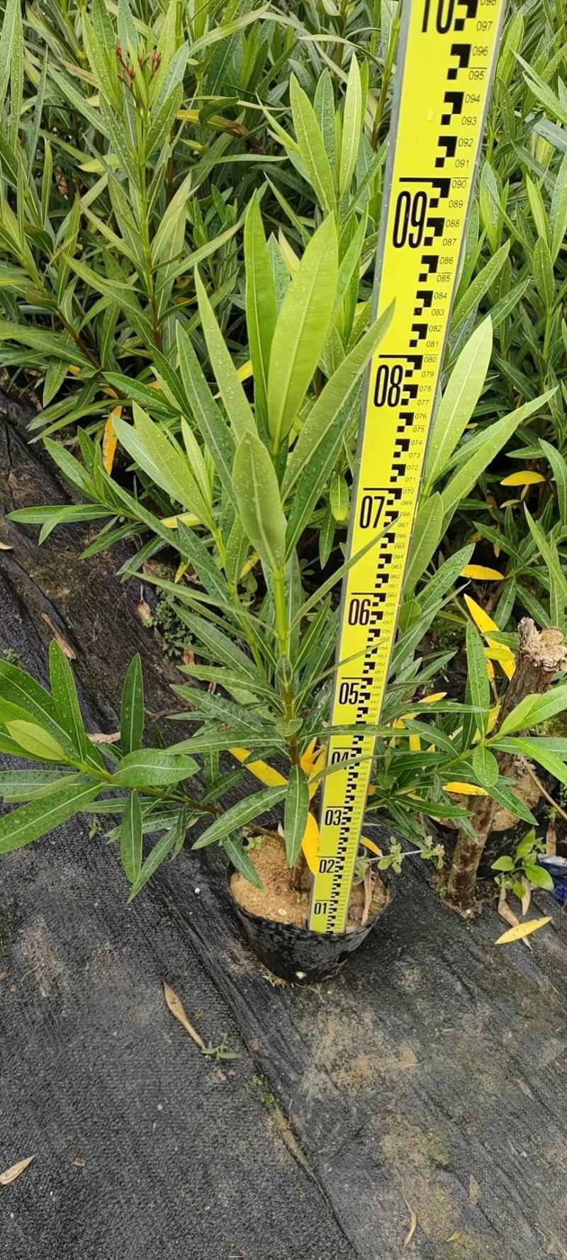 夹竹桃杯苗地被漳州夹竹桃种植基地农户一手货源低价直销批发