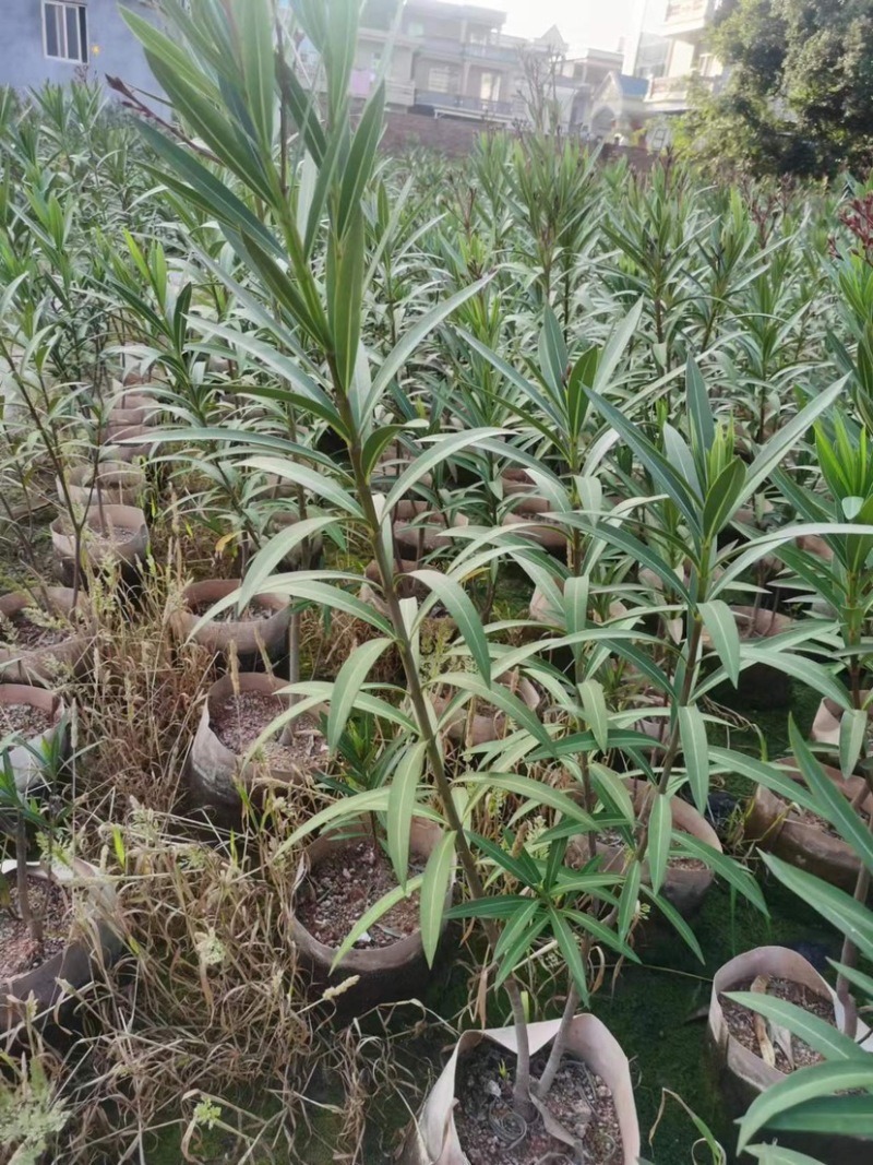 夹竹桃杯苗地被漳州夹竹桃种植基地农户一手货源低价直销批发