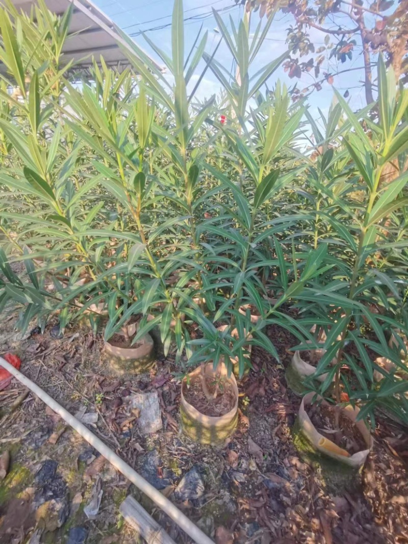 夹竹桃杯苗地被漳州夹竹桃种植基地农户一手货源低价直销批发