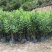 夹竹桃杯苗地被漳州夹竹桃种植基地农户一手货源低价直销批发
