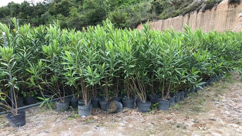 夹竹桃杯苗地被漳州夹竹桃种植基地农户一手货源低价直销批发