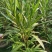 夹竹桃杯苗地被漳州夹竹桃种植基地农户一手货源低价直销批发