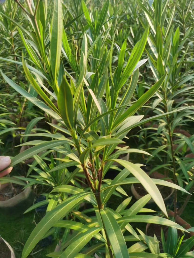 夹竹桃杯苗地被漳州夹竹桃种植基地农户一手货源低价直销批发