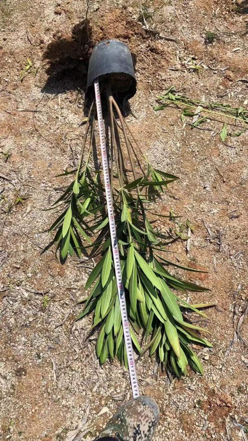 夹竹桃杯苗地被漳州夹竹桃种植基地农户一手货源低价直销批发