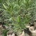 夹竹桃杯苗地被漳州夹竹桃种植基地农户一手货源低价直销批发