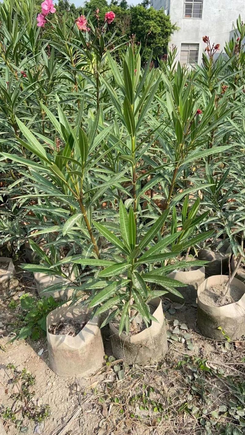 夹竹桃杯苗地被漳州夹竹桃种植基地农户一手货源低价直销批发