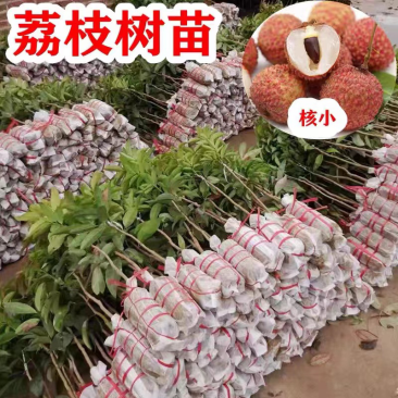 荔枝苗正品糯米糍荔枝鸡嘴荔枝苗冰荔枝大杯苗