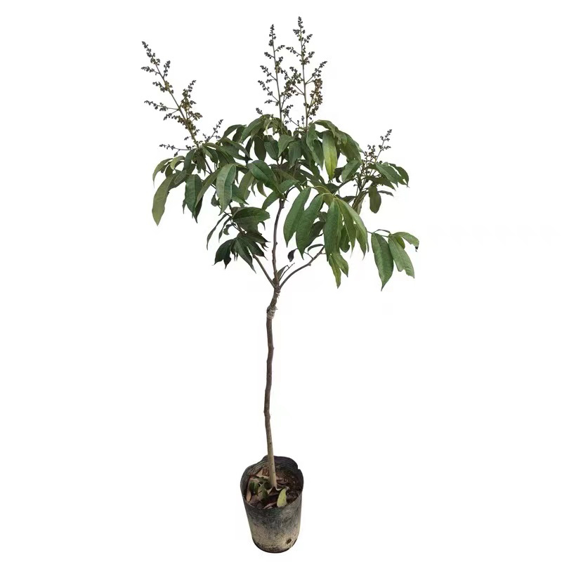 荔枝苗正品糯米糍荔枝鸡嘴荔枝苗冰荔枝大杯苗