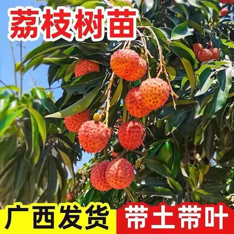 荔枝苗正品糯米糍荔枝鸡嘴荔枝苗冰荔枝大杯苗