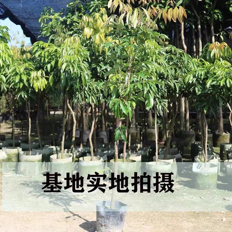 荔枝苗正品糯米糍荔枝鸡嘴荔枝苗冰荔枝大杯苗