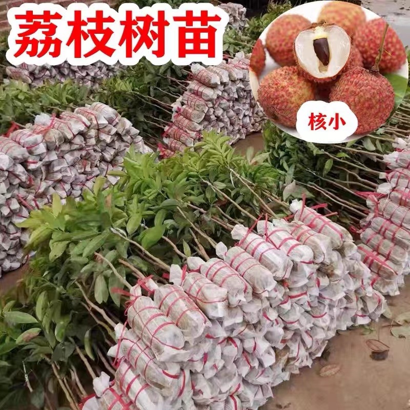 荔枝苗正品糯米糍荔枝鸡嘴荔枝苗冰荔枝大杯苗