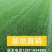 常年销售草坪草坪承接各类园林绿化工程