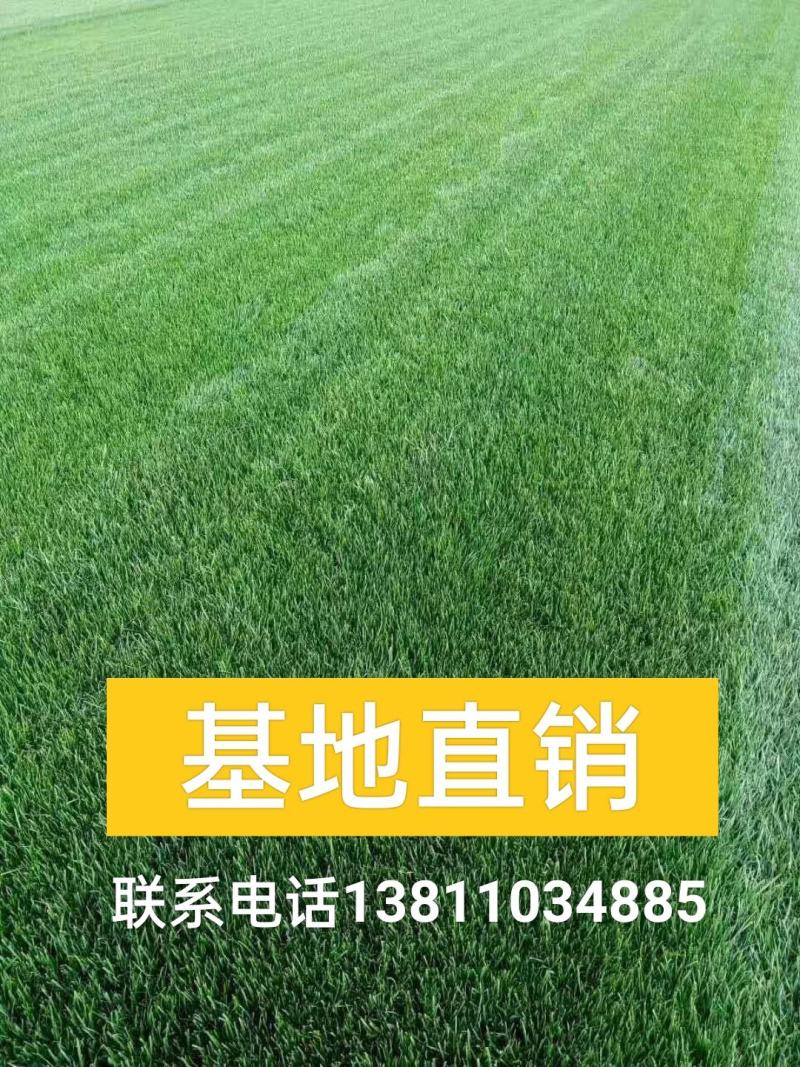 常年销售草坪草坪承接各类园林绿化工程
