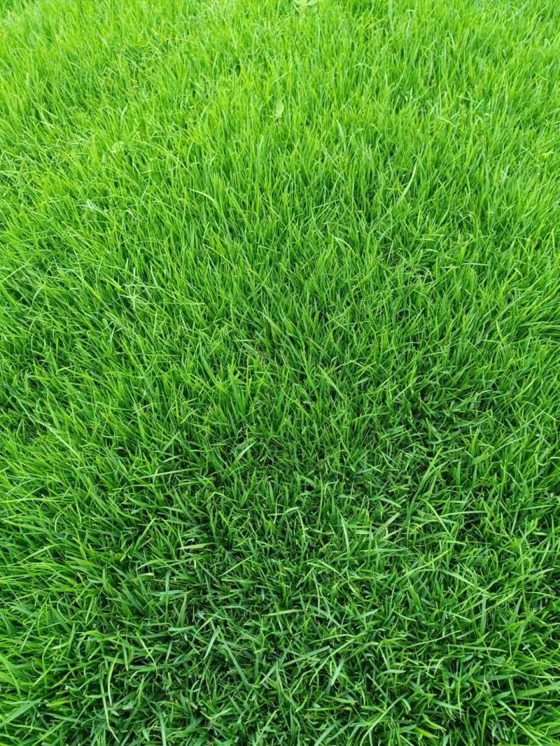 常年销售草坪草坪承接各类园林绿化工程