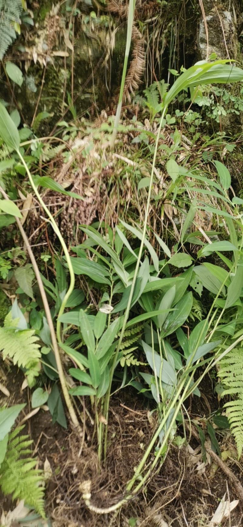 【推荐】黄精种苗，产地发货，质量保证，欢迎进店联系