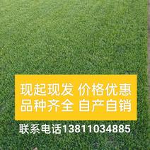 北京草坪草皮销售耐践踏高羊茅早熟禾果岭优质货源