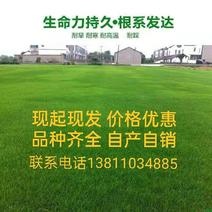 草坪销售绿化草坪北京草坪草坪草皮北京草坪销售