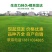 草坪销售绿化草坪北京草坪草坪草皮北京草坪销售