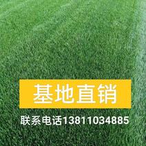北京草坪销售早熟禾高羊茅四季青草坪一手货源量大优
