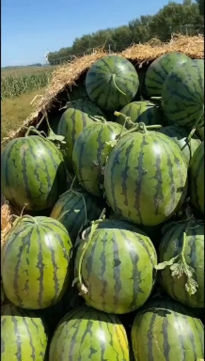 甜王西瓜大鹏，真实价格，质量三包，全国各地代收，可货到
