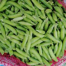 豌豆荚新鲜货中豌6号9号籽粒饱满量大产地货