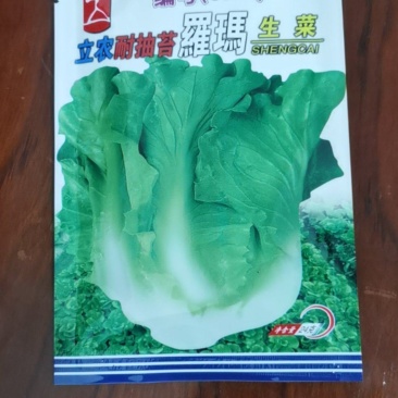 耐抽苔罗马生菜种子半结球24克