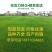 混播草坪四季青草皮小区公园绿化草坪基地直销送货上门