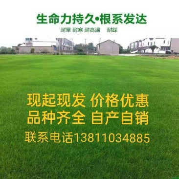 高羊茅早熟禾冷季型草坪园区绿化易成活易打理