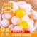 【坏蛋包赔】新鲜食用甲鱼蛋120/60枚2022老鳖蛋