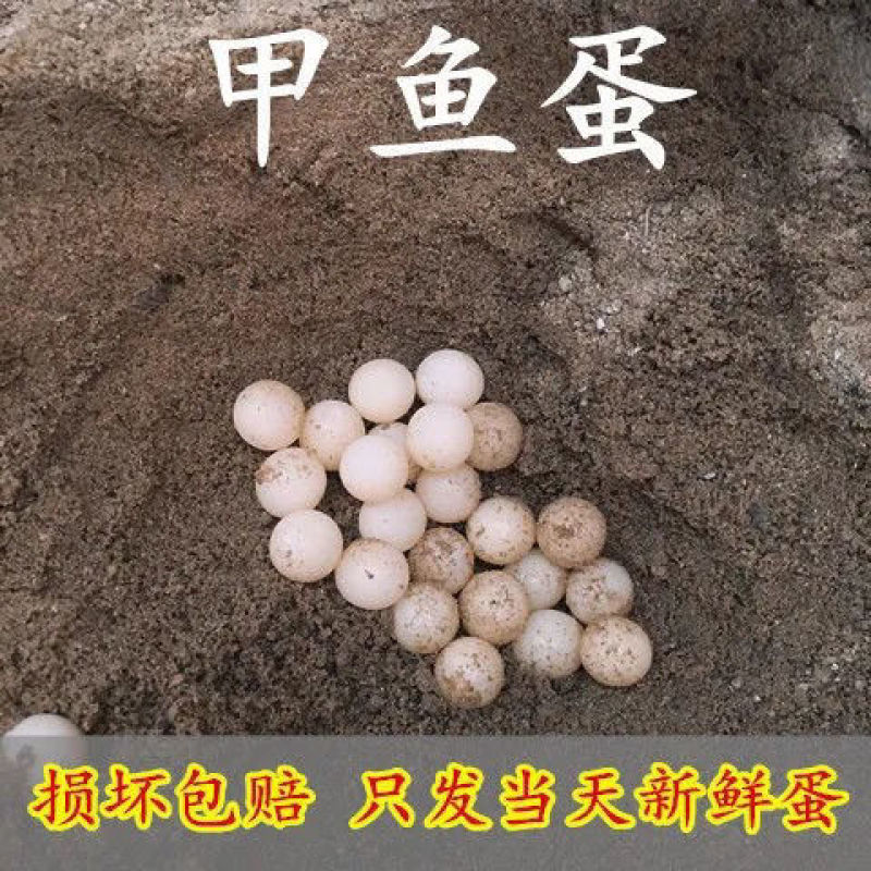 【坏蛋包赔】新鲜食用甲鱼蛋120/60枚2022老鳖蛋