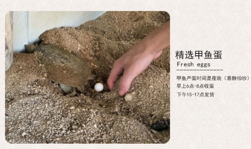 【坏蛋包赔】新鲜食用甲鱼蛋120/60枚2022老鳖蛋