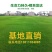 早熟禾耐践踏易生长草皮一手货源绿化专用草坪批发