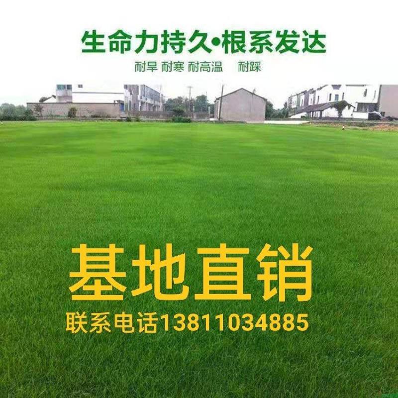 早熟禾耐践踏易生长草皮一手货源绿化专用草坪批发