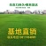 早熟禾耐践踏易生长草皮一手货源绿化专用草坪批发