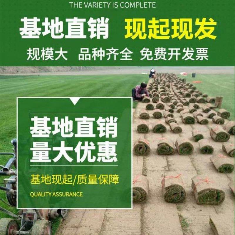 早熟禾耐践踏易生长草皮一手货源绿化专用草坪批发