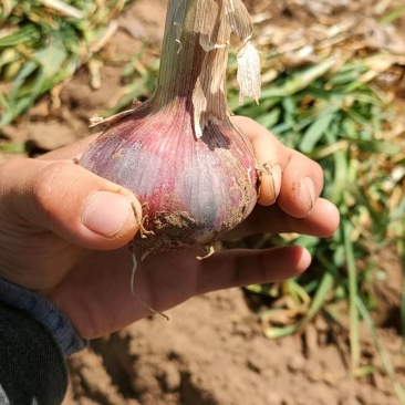 中牟新鲜把蒜