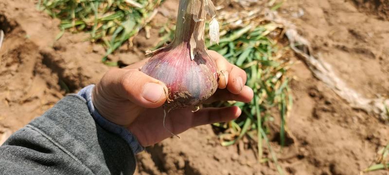 中牟新鲜把蒜
